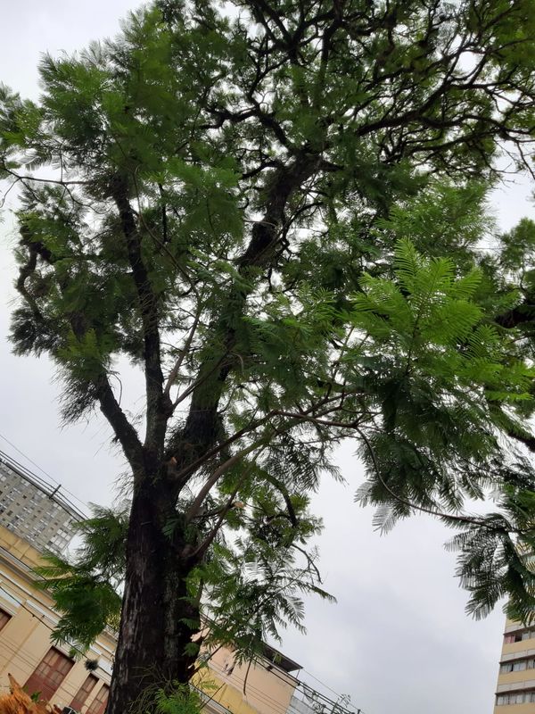 undefined por Geraldo Nascimento