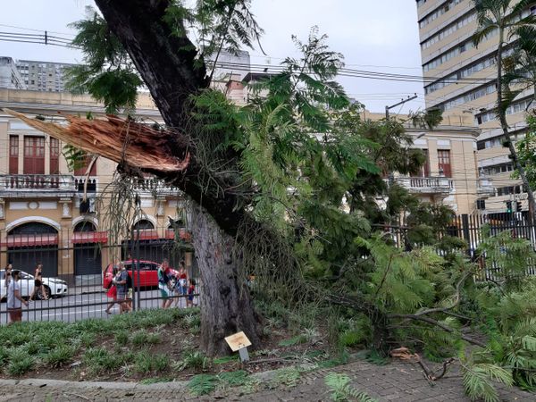 Galho de árvore cai no Parque Moscoso durante o Bloco Regionalzinho da Nair. Crédito: Geraldo Nascimento