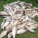 Imagem - Mais de três toneladas de peixes mortos são encontrados em Marilândia