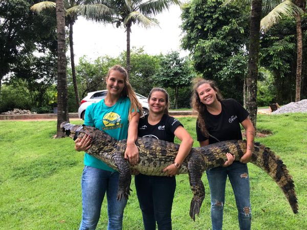 Da esquerda para a direita: Julie, Débora e Amanda precisaram se unir para aguentar o jacaré de 65 kg por Divulgação | Projeto Caiman