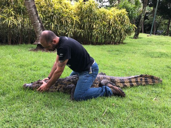 Estagiário em biologia, Fernando ajudou na captura do animal; imagem ajuda a ter noção do tamanho do jacaré por Divulgação | Projeto Caiman