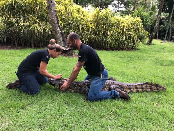 Jacaré foi capturado nesta segunda-feira (2) e cerca de um dia em observação por biólogos especializados por Divulgação | Projeto Caiman