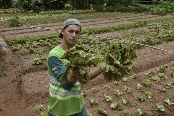 Vinícius Tesch mostra plantação de alface perdida, em Marechal Floriano. Crédito: Vitor Jubini