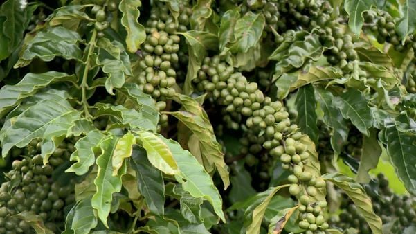 Cultivo adensado é aposta em lavouras para aumentar produção de café