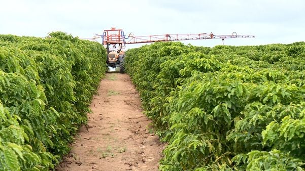 Cultivo adensado é aposta em lavouras para aumentar produção de café. Crédito: TV Gazeta Norte