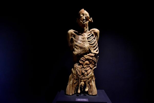 Museu de Ciências da Vida, da Ufes, apresenta corpo humano fatiado, após técnica de conservação chamada plastinação - Foto: Fernando Madeira - GZ por Fernando Madeira