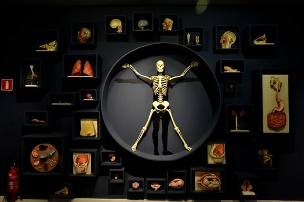 Museu de Ciências da Vida, da Ufes, apresenta corpo humano fatiado, após técnica de conservação chamada plastinação - Foto: Fernando Madeira - GZ por Fernando Madeira