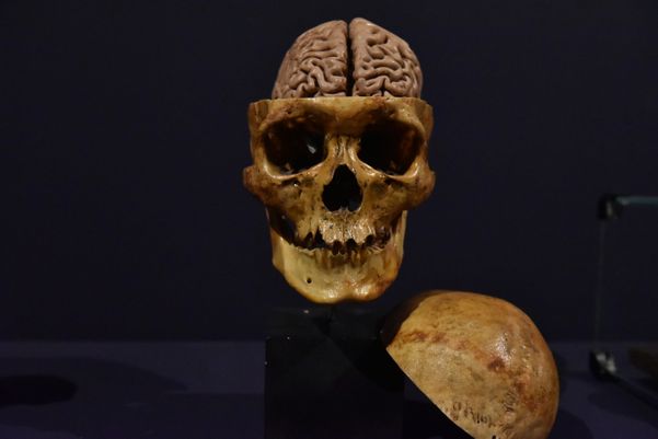 Museu de Ciências da Vida, da Ufes, apresenta corpo humano fatiado, após técnica de conservação chamada plastinação - Foto: Fernando Madeira - GZ por Fernando Madeira