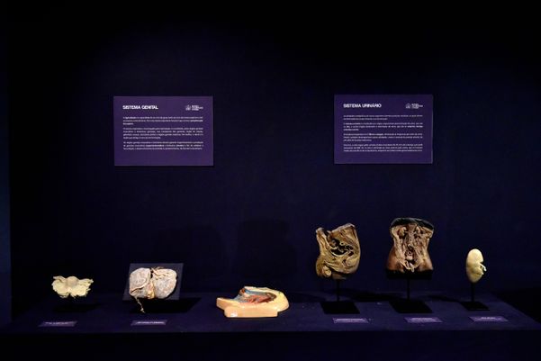 Museu de Ciências da Vida, da Ufes, apresenta corpo humano fatiado, após técnica de conservação chamada plastinação - Foto: Fernando Madeira - GZ por Fernando Madeira