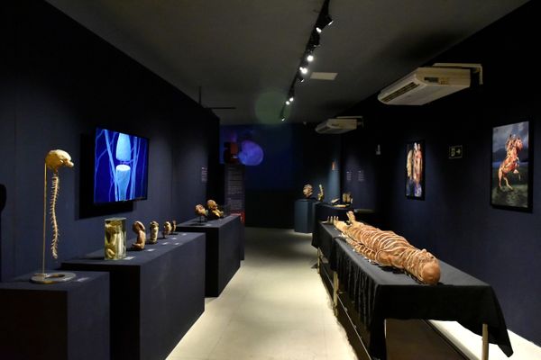 Museu de Ciências da Vida, da Ufes, apresenta corpo humano fatiado, após técnica de conservação chamada plastinação -  Foto: Fernando Madeira - GZ por Fernando Madeira
