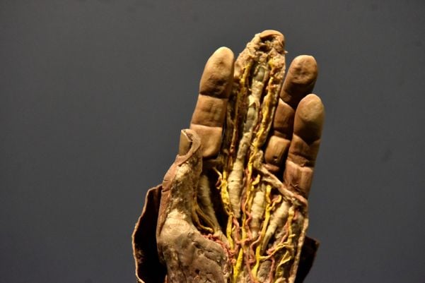 Museu de Ciências da Vida, da Ufes, apresenta corpo humano fatiado, após técnica de conservação chamada plastinação - Foto: Fernando Madeira - GZ por Fernando Madeira