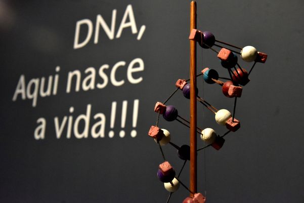 Museu de Ciências da Vida, da Ufes, apresenta corpo humano fatiado, após técnica de conservação chamada plastinação - Foto: Fernando Madeira - GZ por Fernando Madeira