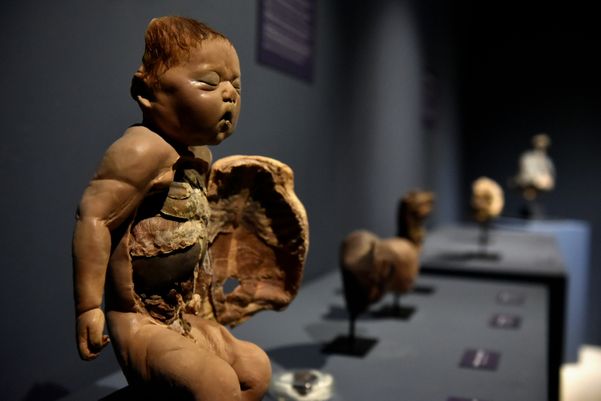 Museu de Ciências da Vida, da Ufes, apresenta corpo humano fatiado, após técnica de conservação chamada plastinação - - Foto: Fernando Madeira - GZ por Fernando Madeira