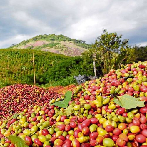Em meio à pandemia do coronavírus, o Centro do Comércio de Café de Vitória defende que o início da colheita ocorra em maio, não em abril, como acontece todo ano. No mercado interno já é dada como certa a retração do consumo de café