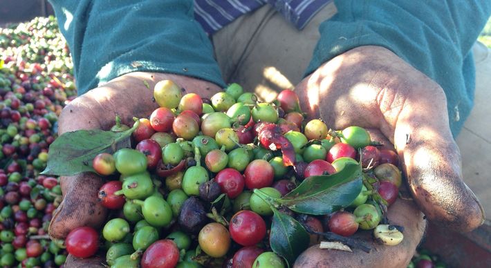 Tradicionalmente, as primeiras frutas do cafezal começam a ser colhidas em abril, após a Semana Santa. Neste ano, esse início está sendo em maio, em algumas regiões