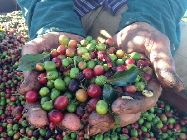 Colheita do café no Espírito Santo é iniciada em abril