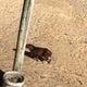 Imagem - Vídeo: capivara é flagrada curtindo praia em Guarapari