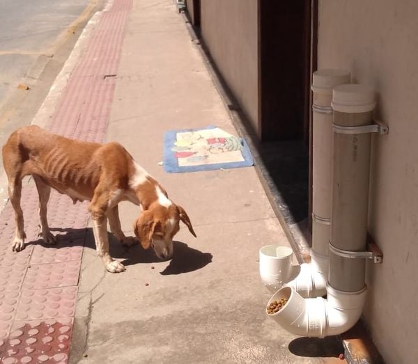 Voluntários alimentam cachorros de rua durante isolamento social no Sul do ES
