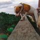 Imagem - #seupetnoES bombando, pets como parte da família e 'Diário de Chloé'