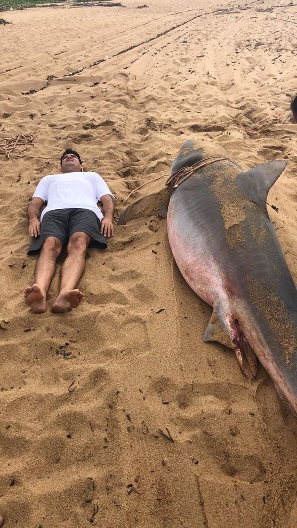 O cineasta José Augusto Muleta deitou-se ao lado do animal para dimensionar o tamanho do tubarão
