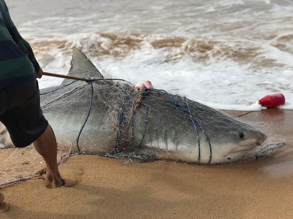 O tubarão da espécie tigre foi pescado na manhã desta terça-feira (31) no vilarejo de Regência, em Linhares