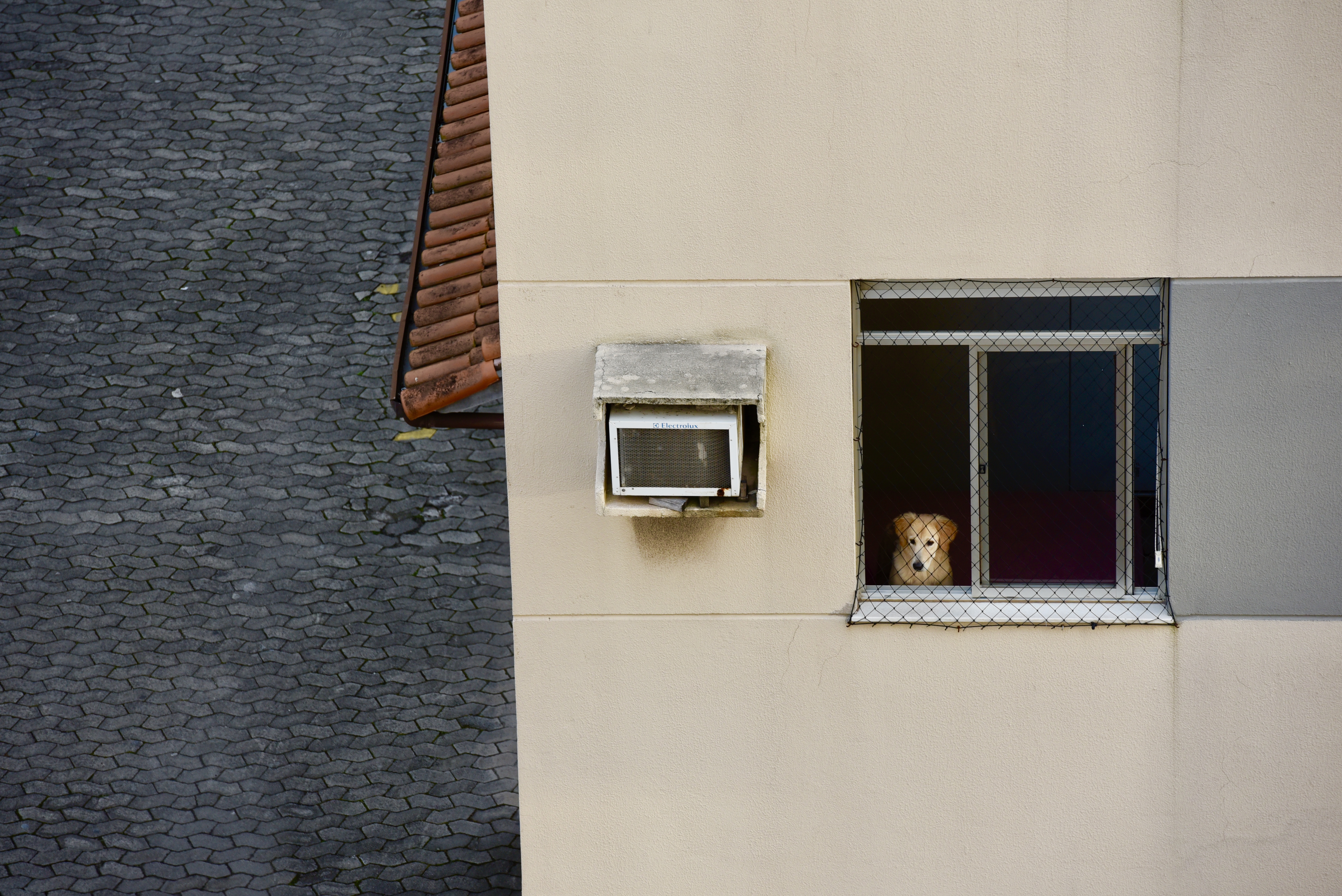 Meu vizinho cão parece olhar pra onde eu gostaria de estar: a rua.