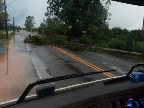 Queda de árvore na Rodovia Cachoeiro x Marataízes