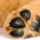 Imagem - É o bicho: pets em quarentena