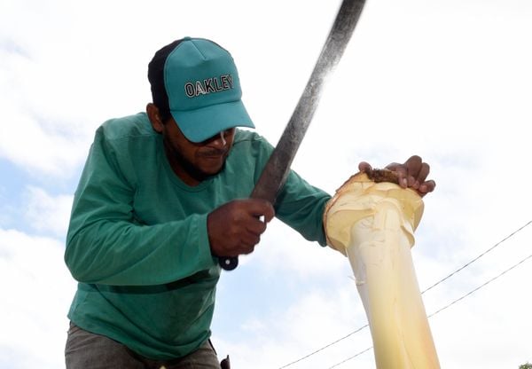 Vendedor limpando o palmito. por Carlos Alberto Silva