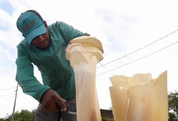 Vendedor limpando o palmito. por Carlos Alberto Silva