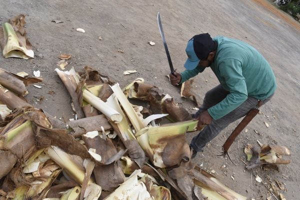 Vendedor limpando o palmito. por Carlos Alberto Silva