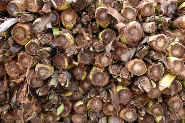 O produto já está a venda nas imediações do Sambão do Povo. por Carlos Alberto Silva