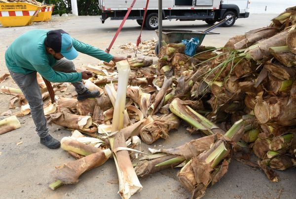Vendedor limpando o palmito. por Carlos Alberto Silva