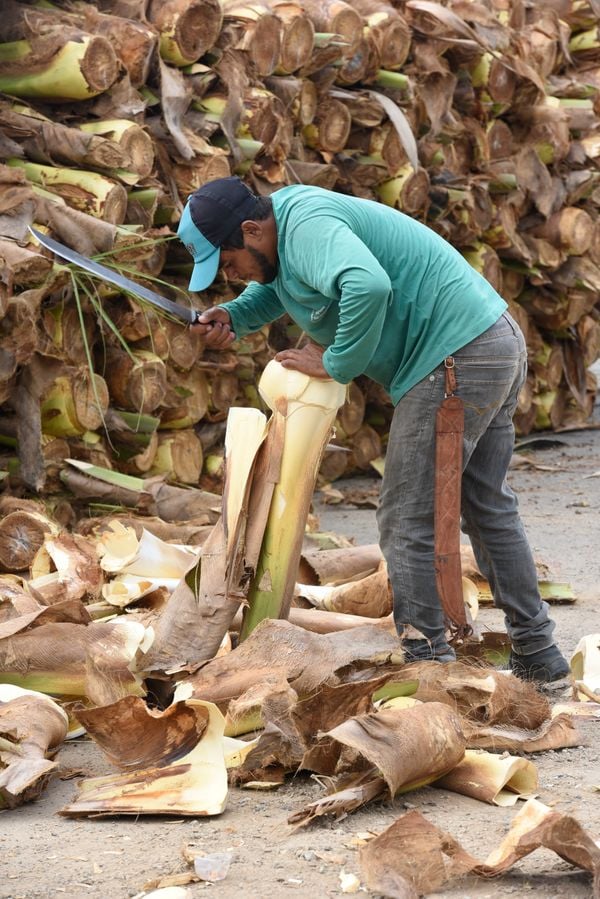 Vendedor limpando o palmito. por Carlos Alberto Silva