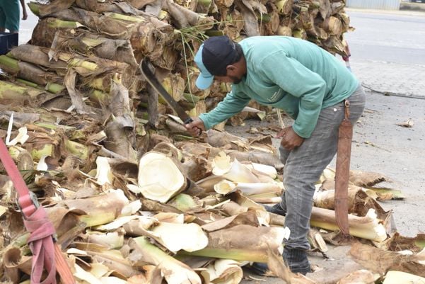 O produto é um dos  ingredientes da torta capixaba. por Carlos Alberto Silva
