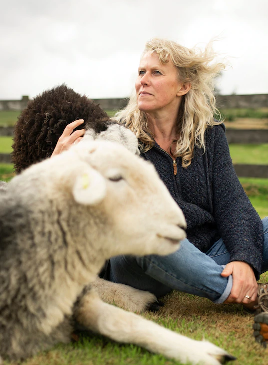 Meditação com ovelhas