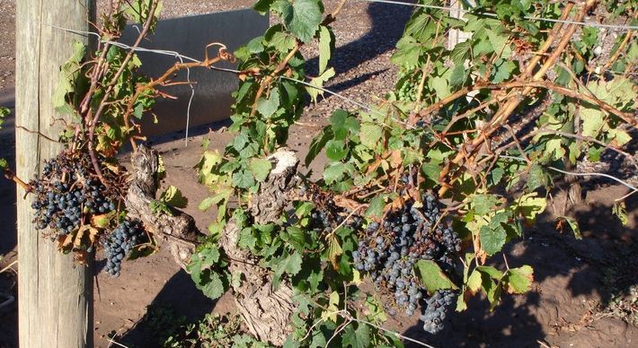 17 de abril é a data para celebrar a uva Malbec, que faz mais sucesso na Argentina do que em Cahors, na França, onde começou a ser cultivada