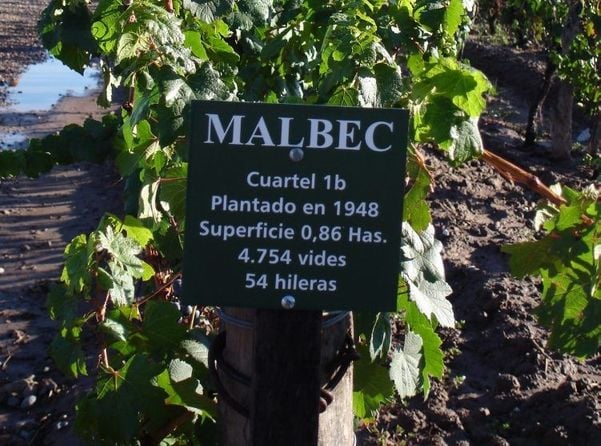 Vinhas Velhas de Malbec (1948) na Bodega Carlos Pulenta