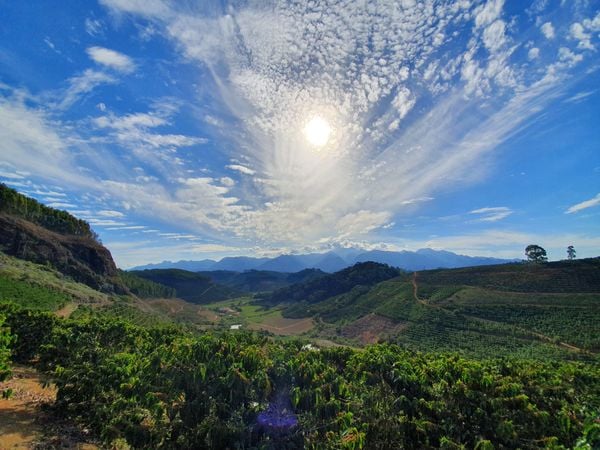 Cultivo de café conilon no Sítio Terra Alta, na região do Caparaó