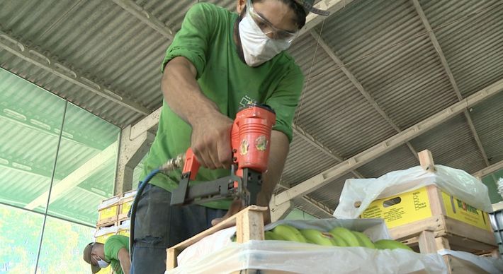 No Norte do Estado, produtores redobraram os cuidados inclusive no embalo e no transporte da fruta