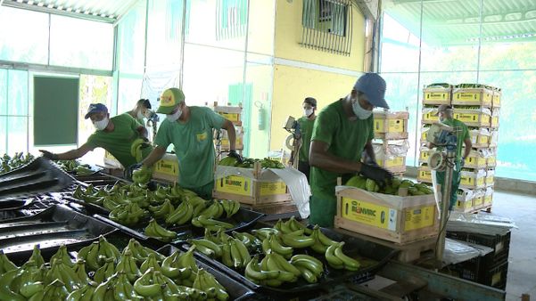 Coronavírus no ES: produção de banana tem higienização reforçada