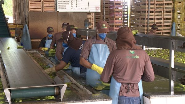 Coronavírus no ES: produção de banana tem higienização reforçada