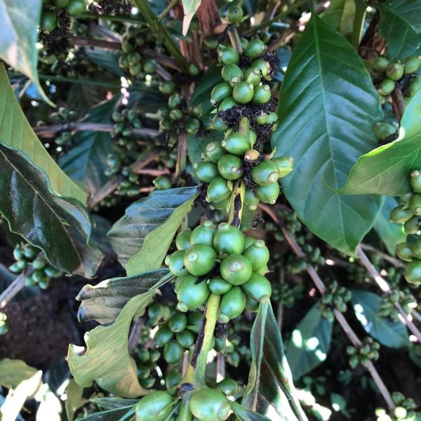 Café conilon cultivado no sítio Terra Alta, na região do Caparaó