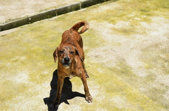 Prazer, meu nome é Molly por Divulgação | Abrigo Vira Lata Vira Luxo