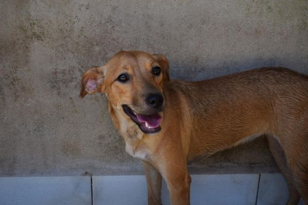 Prazer, o meu nome é Brisa por Divulgação | Abrigo Vira Lata Vira Luxo