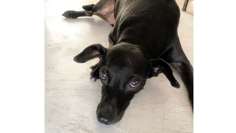 Cadela do abrindo o baú de Rayssa Thebaldi