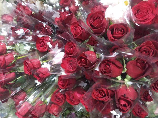 Rosas que serão entregues no dia das mães pelo grupo Mulheres Guerreiras de Carapina