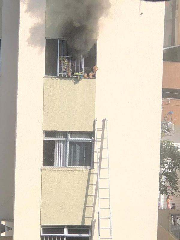 Garis usaram escadas para resgatar cão em incêndio de apartamento em Itapuã