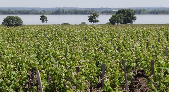 Naquele ano, os melhores vinhos da icônica região francesa foram divididos em Premiers, Deuxièmes, Troisièmes, Quatrièmes e Cinquièmes Crus Classés