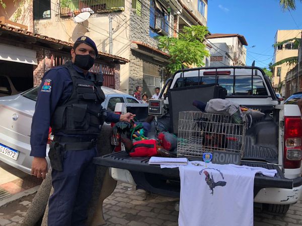 Guarda Municipal de Vila Velha fecha rinha de galo em Aribiri, Vila Velha por Diony Silva/TV Gazeta